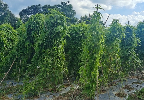 紅花百部高產